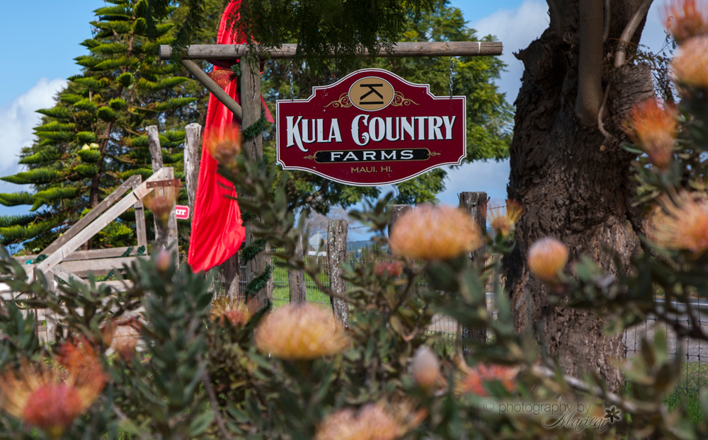 Kula Country Farm Maui photography by Aloha Images and Designs